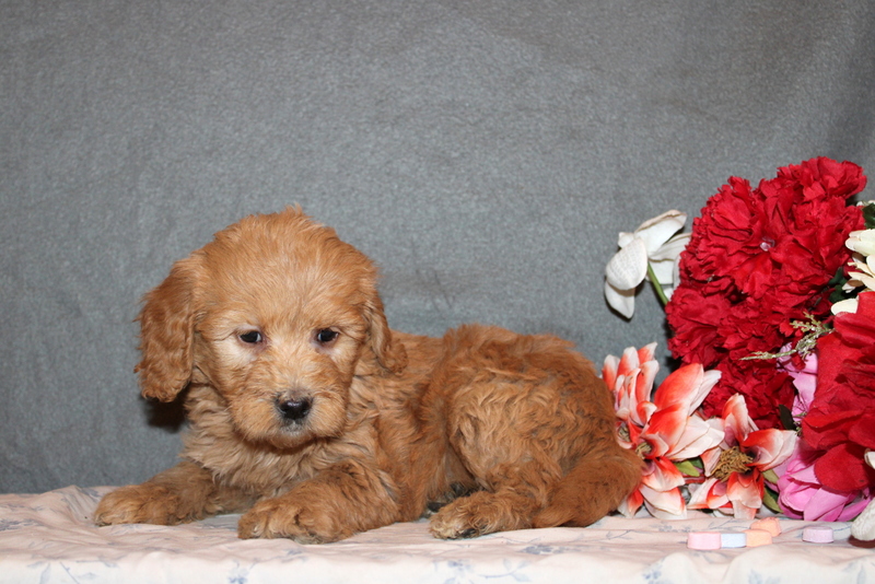 puppy, for, sale, Mini Goldendoodle F2B, Matthew B. Stoltzfus, dog, breeder, Gap, PA, dog-breeder, puppy-for-sale, forsale, nearby, find, puppyfind, locator, puppylocator, aca